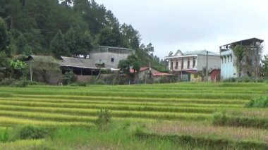 Vietnam dağındaki pirinç tarlaları