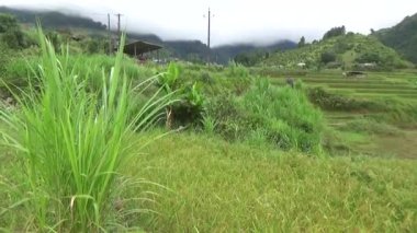 Vietnam dağındaki pirinç tarlaları