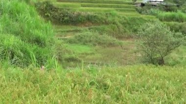 Vietnam dağındaki pirinç tarlaları