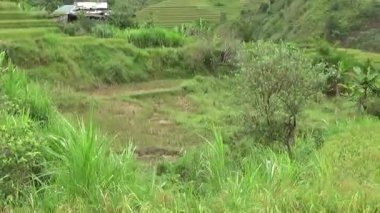 Vietnam dağındaki pirinç tarlaları