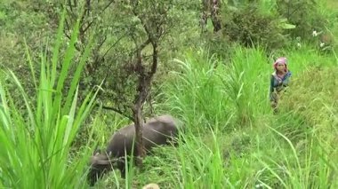 Vietnam dağındaki pirinç tarlaları