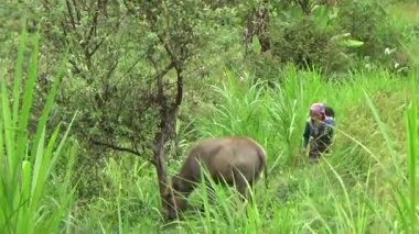 Vietnam dağındaki pirinç tarlaları