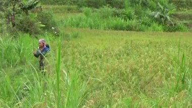 Vietnam dağındaki pirinç tarlaları