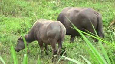 Vietnam dağındaki pirinç tarlaları