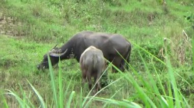 Vietnam dağındaki pirinç tarlaları