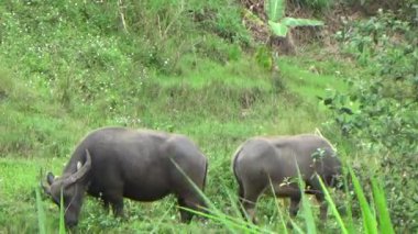 Vietnam dağındaki pirinç tarlaları