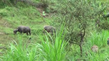 Vietnam dağındaki pirinç tarlaları