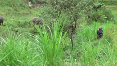 Vietnam dağındaki pirinç tarlaları