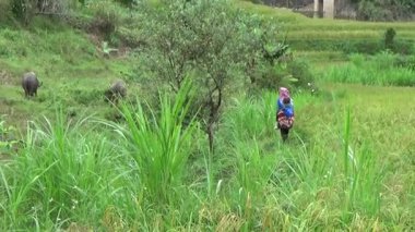 Vietnam dağındaki pirinç tarlaları