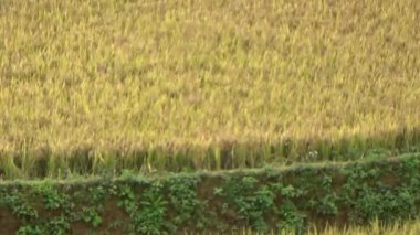 Vietnam dağındaki pirinç tarlaları