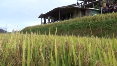 Vietnam dağındaki pirinç tarlaları