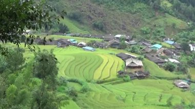 Vietnam dağındaki pirinç tarlaları