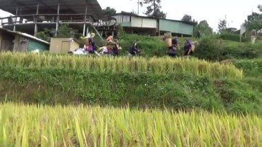 Vietnam dağındaki pirinç tarlaları