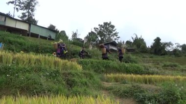 Vietnam dağındaki pirinç tarlaları