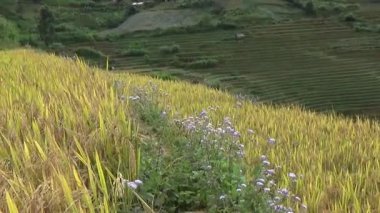 Vietnam dağındaki pirinç tarlaları