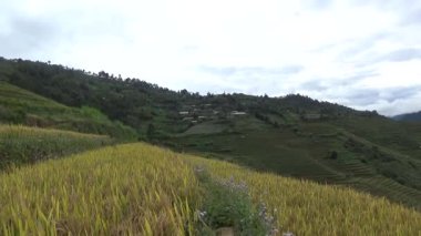 Vietnam dağındaki pirinç tarlaları