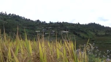 Vietnam dağındaki pirinç tarlaları