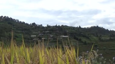 Vietnam dağındaki pirinç tarlaları