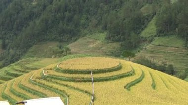 Vietnam dağındaki pirinç tarlaları