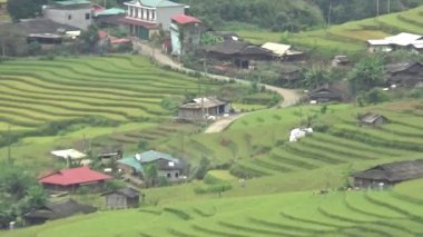 Vietnam dağındaki pirinç tarlaları