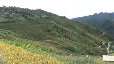 Vietnam dağındaki pirinç tarlaları