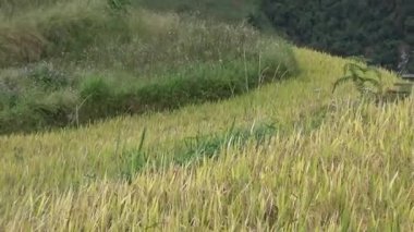 Vietnam dağındaki pirinç tarlaları