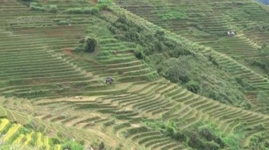 Vietnam dağındaki pirinç tarlaları