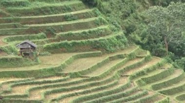 Vietnam dağındaki pirinç tarlaları