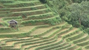 Vietnam dağındaki pirinç tarlaları