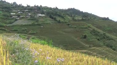 Vietnam dağındaki pirinç tarlaları