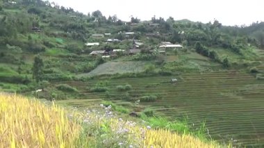 Vietnam dağındaki pirinç tarlaları
