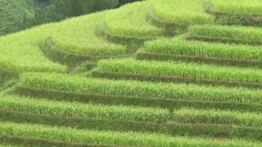 Vietnam dağındaki pirinç tarlaları