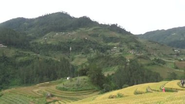 Vietnam dağındaki pirinç tarlaları