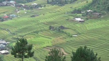 Vietnam dağındaki pirinç tarlaları