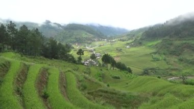 Vietnam dağındaki pirinç tarlaları