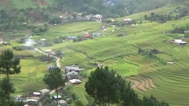 Vietnam dağındaki pirinç tarlaları