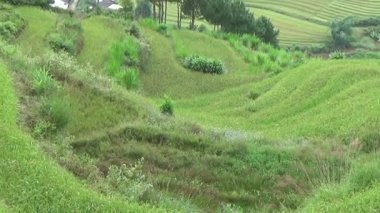 Vietnam dağındaki pirinç tarlaları
