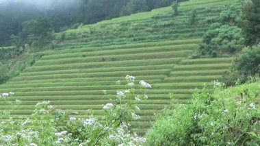 Vietnam dağındaki pirinç tarlaları