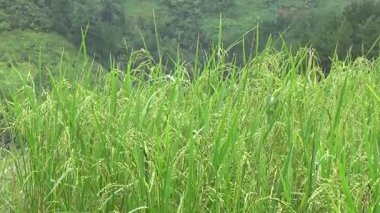 Vietnam dağındaki pirinç tarlaları