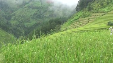 Vietnam dağındaki pirinç tarlaları