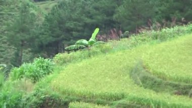 Vietnam dağındaki pirinç tarlaları