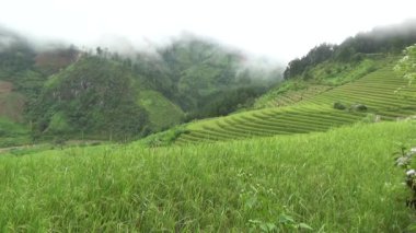Vietnam dağındaki pirinç tarlaları