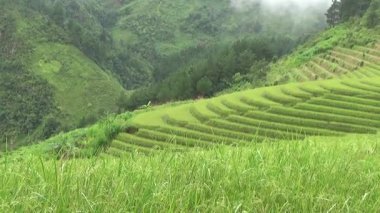 Vietnam dağındaki pirinç tarlaları