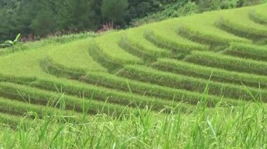 Vietnam dağındaki pirinç tarlaları