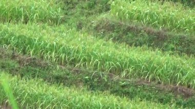 Vietnam dağındaki pirinç tarlaları