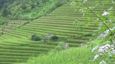 Vietnam dağındaki pirinç tarlaları