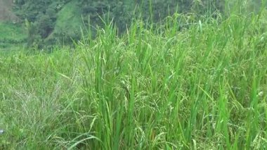 Vietnam dağındaki pirinç tarlaları