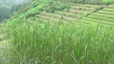 Vietnam dağındaki pirinç tarlaları