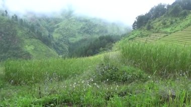 Vietnam dağındaki pirinç tarlaları