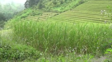Vietnam dağındaki pirinç tarlaları